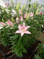 [4344 Sheila TLS VZ No101.JPG]